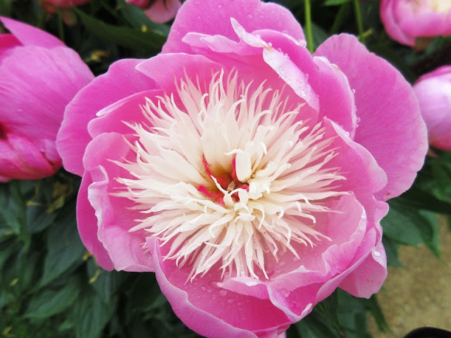 Large pink flower