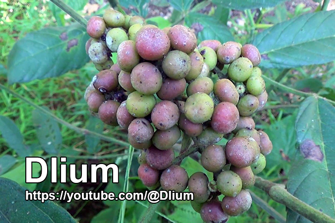 Dlium Bandicoot berry (Leea indica)