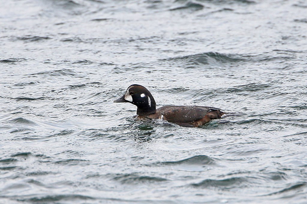 Harlequin　Duck