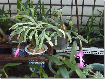 P1000457