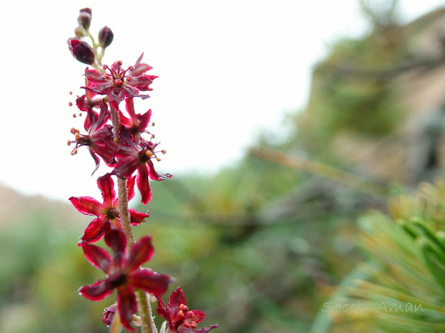 Veratrum maackii