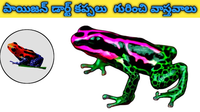 Poison Dart Frogs: Cute But Deadly Amphibian Facts | పాయిజన్ డార్ట్ కప్పలు: అందమైనవి కానీ ప్రాణాంతకమైనవి కూడా ఉభయచరాల గురించి వాస్తవాలు