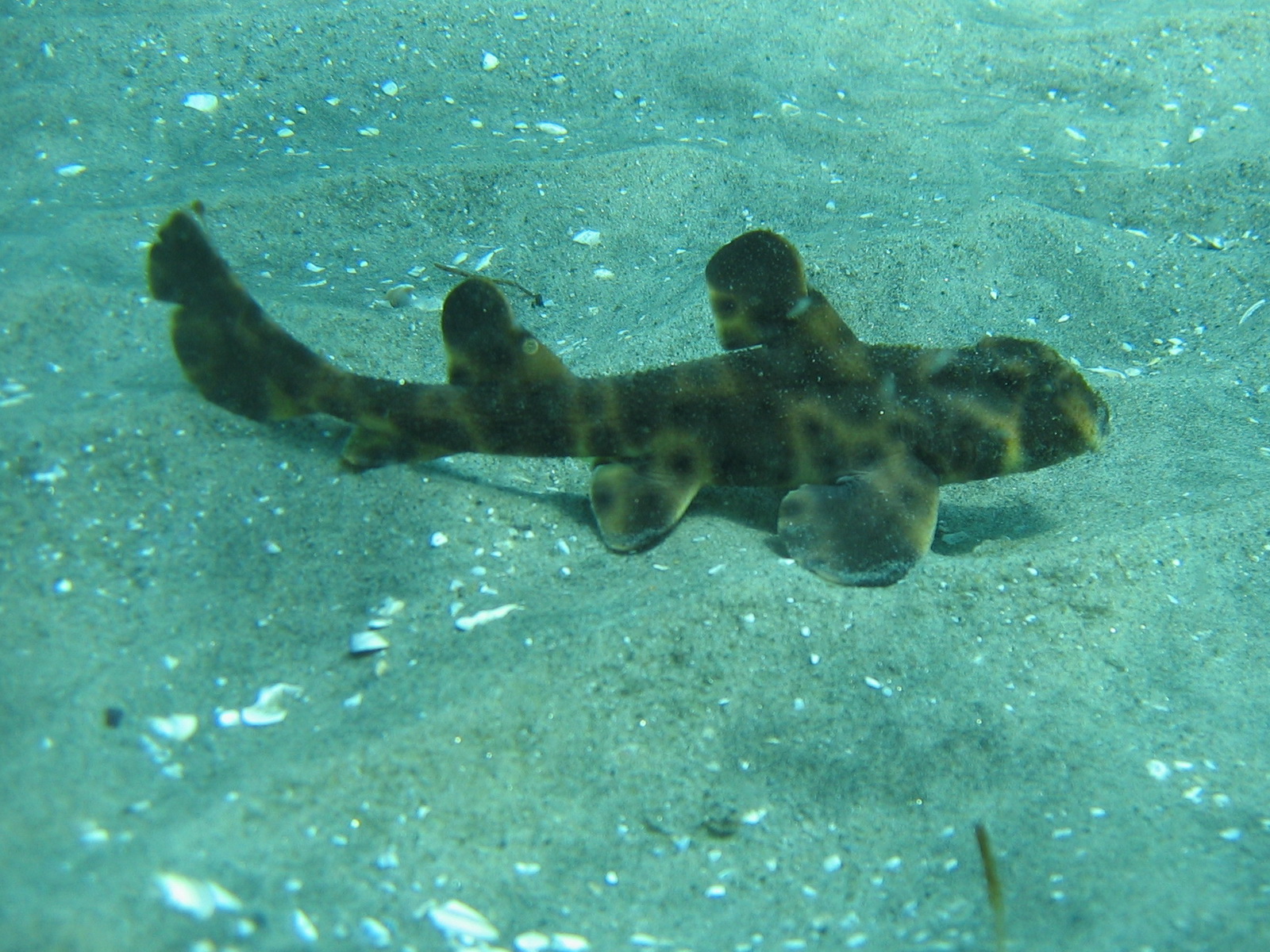 Horn Shark | Animal Wildlife