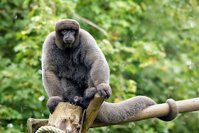 Woolly Monkey