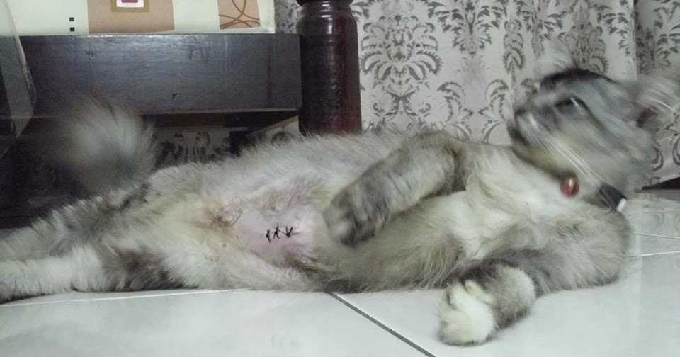 Kucing Utara: kucing dimandulkan tapi galak kembali