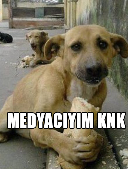 Yalancı Köpeklere İnanmayınız Sakın!!