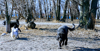 Forest with dogs playing next to Lake Ontario in Cherry Beach Leash-Free Park.