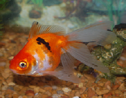 goldfish eggs how long to hatch. goldfish eggs pictures.