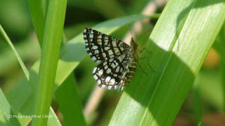 Chiasmia clathrata DSC157875