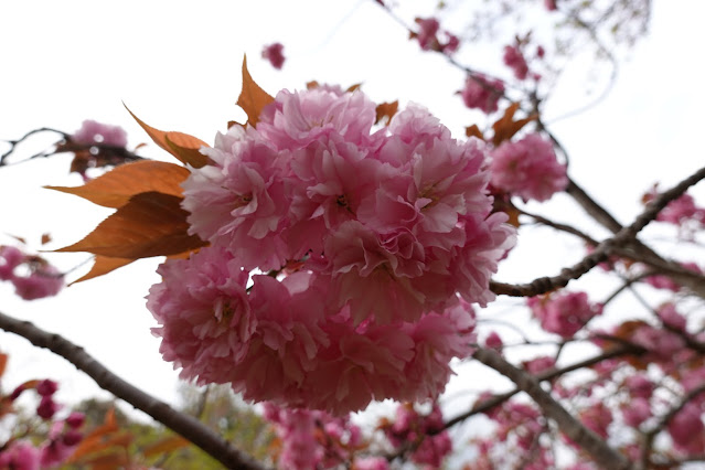 鳥取県米子市久米町　湊山公園　カンザン (関山）