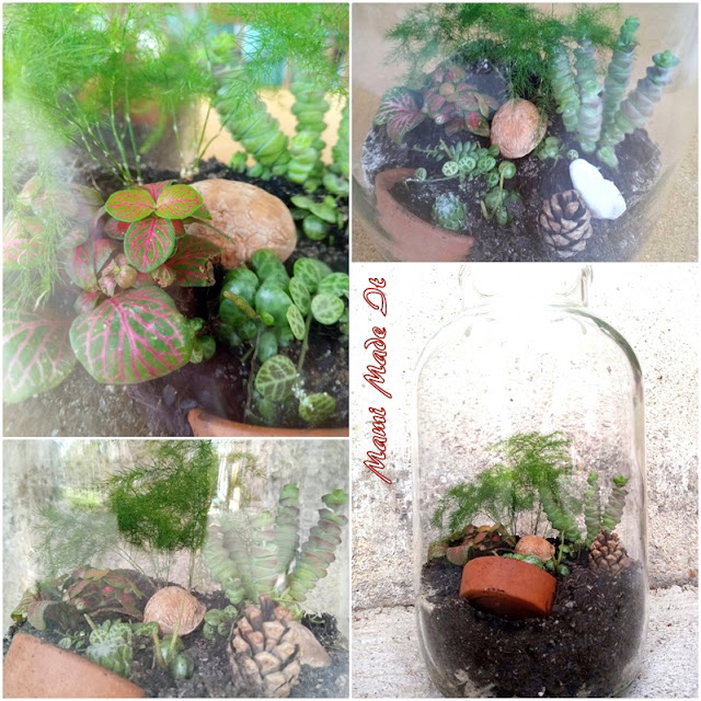 Pflanzen im Glas - Plants in a Jar