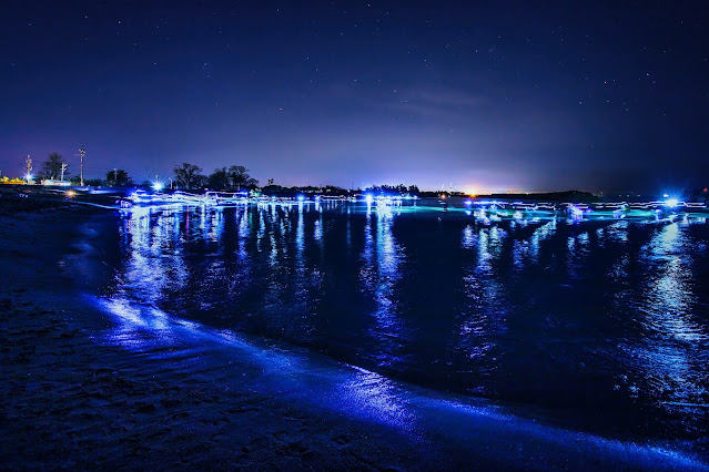 The coast of Toyama bay with firefly squids illuminating