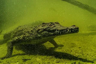 Nile crocodile submerged underwater.