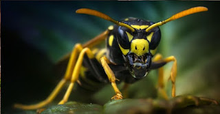 wasp control UK