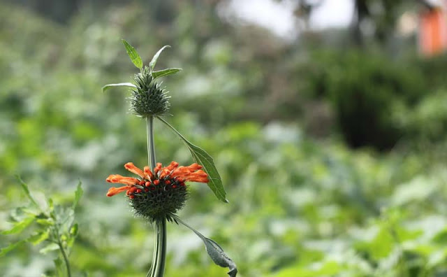 Lions Ear Flowers Pictures