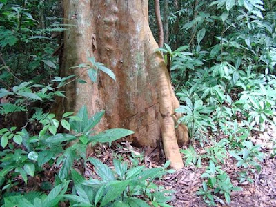 Floresta Nacional de Itacaiúnas - Pará
