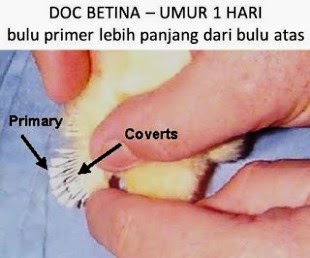 Vent and Feather Sexing DOC Anak Ayam  Broiler  Petelur 