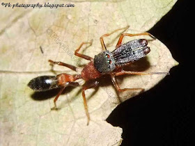 Ant Mimic Jumping Spider