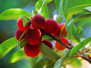 bayberry fruit images
