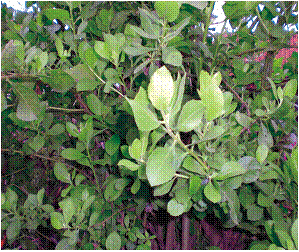  tumbuhan obat  Beluntas Pluchea indica L Less 