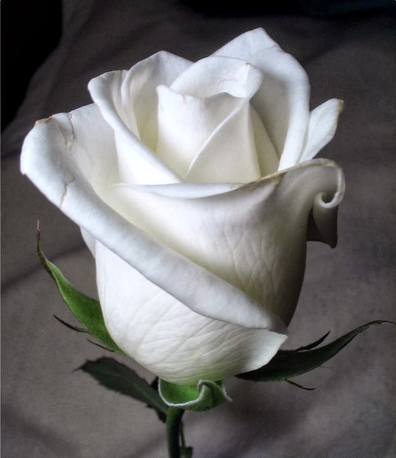 29+ Arti Bunga Mawar Putih Dalam Cinta, Terkini!