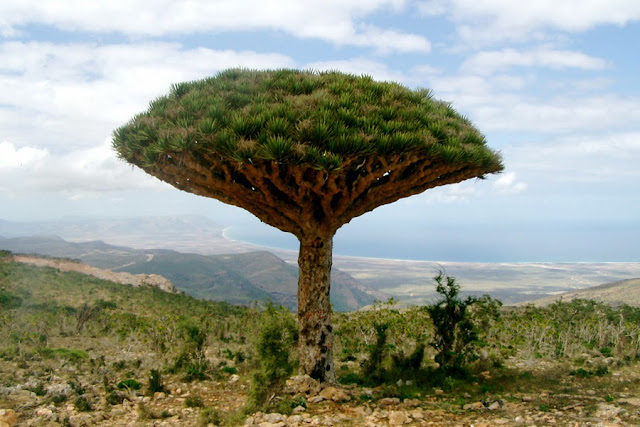 Dragon Blood Tree, Socotra, Yemen