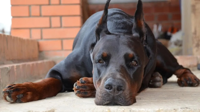 Dobermans