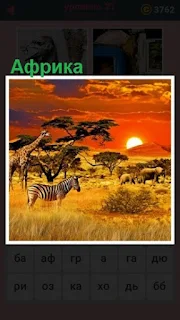  саванна со зверями в Африке на закате