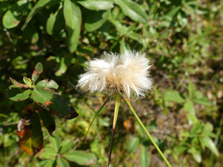 Linaigrette de Virginie - Eriophorum virginicum 