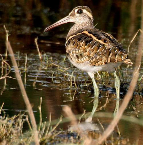 Rostratula benghalensis