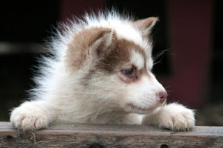 Cute Siberian Husky Puppy Pictures