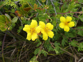 Potentille ligneuse - Dasiphora fruticosa - Potentille arbustive - Potentilla fruticosa