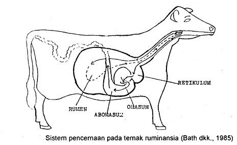 Gambar Sistem Pencernaan Pada Ternak Ruminansia