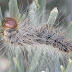 The world cutest caterpillars.