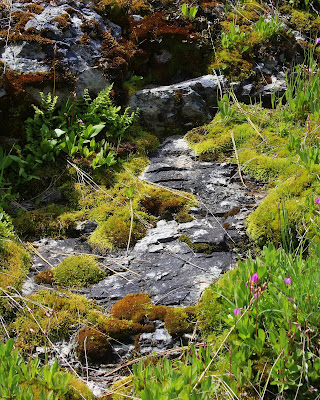 A bog near a stream