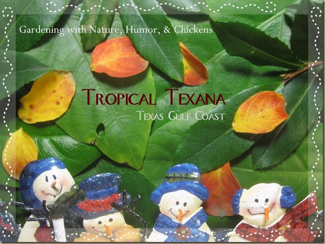 TROPICAL TEXANA_1324353438370