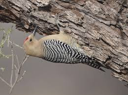 Gila Woodpecker