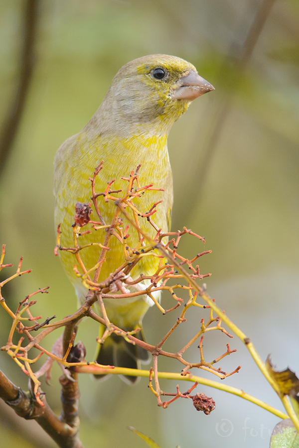 Rohevint, Carduelis chloris, European Greenfinch, vint