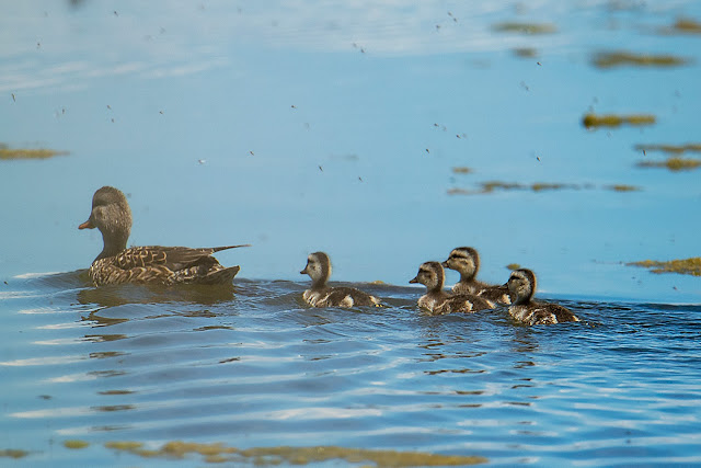 birdwatching, birds, ducks, photography, landscape, travel, California, chicks, spring, ducklings