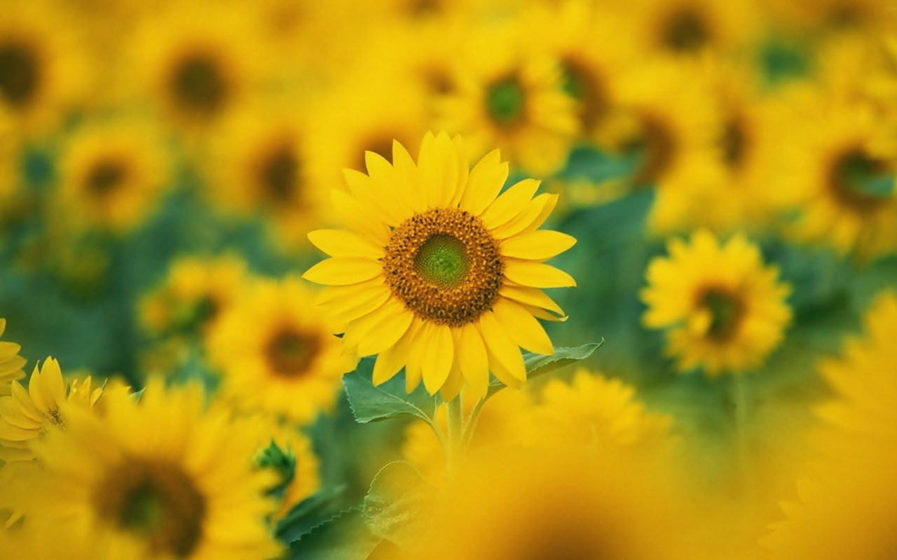  Desktop Backgrounds, Sunflowers Photos, Sunflowers Imagesand Pictures