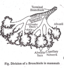 स्तनधारियों के श्वसन (mammalian respiration)