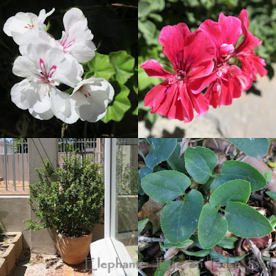 Pelargoniums Searsia and Knowltonia