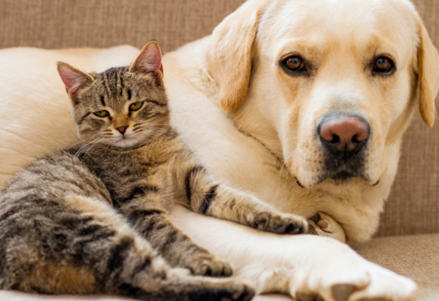 Município de Várzea da Roça realiza Dia D Municipal da vacinação antirrábica para cães e gatos