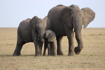 elephants and calf