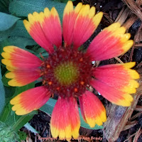 Singular Gaillardia Pulchella Indian Blanket Flower