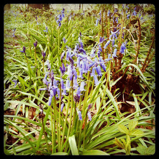 cluster of bluebells