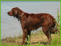 Irish Setter Dog Pictures