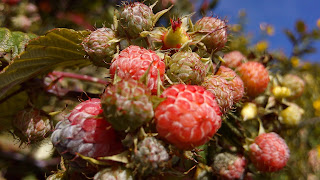 Buah yang aman di makan di Gunung Lawu