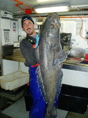 Patagonian Toothfish... better known to us as... Chilean Sea Bass!