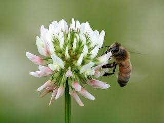 Bee in clover